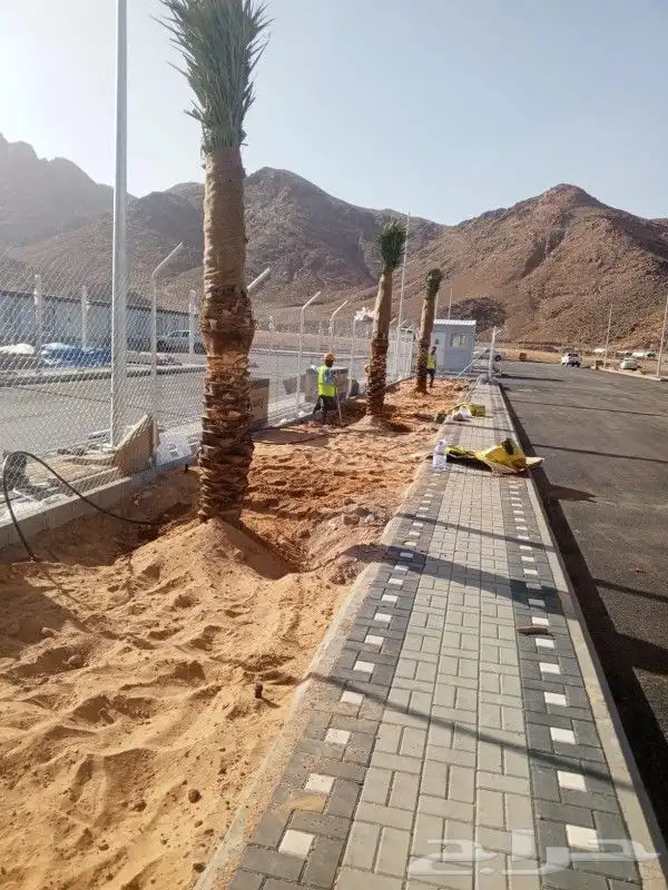 ابوعلي لزراعت انخيل تبوك العلا تيما حقل ضبا شرمه البدع شقري 9