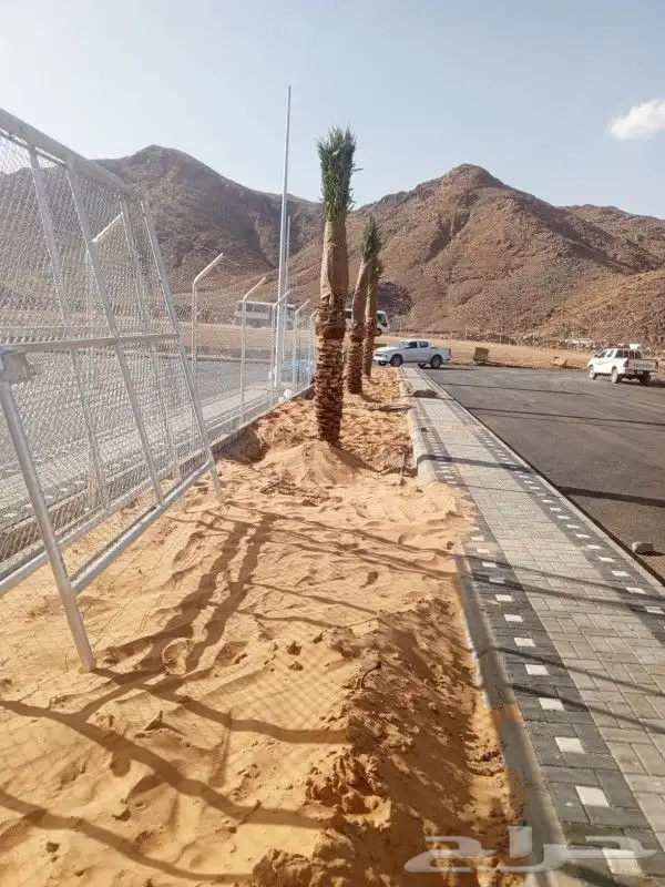 ابوعلي لزراعت انخيل تبوك العلا تيما حقل ضبا شرمه البدع شقري 6