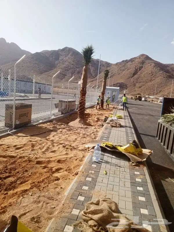 ابوعلي لزراعت انخيل تبوك العلا تيما حقل ضبا شرمه البدع شقري 5