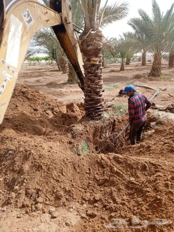 ابوعلي لزراعت انخيل تبوك العلا تيما حقل ضبا شرمه البدع شقري 2