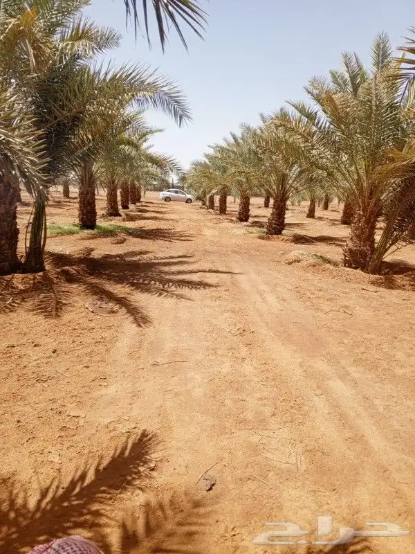 ابوعلي لزراعت انخيل تبوك العلا تيما حقل ضبا شرمه البدع شقري 3