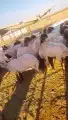 جز صوف غنم مكينه قصاص صوف غنم مكينه 1