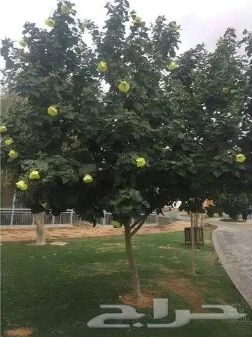 مشتل لجميع اغراض الزراعه السباكه الزراعيه أشجار زهور ثيل شتل 1