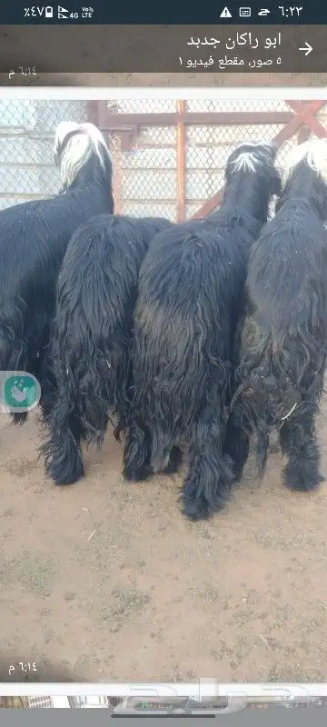 نجدي نجد كناور اضاحي كبار 3