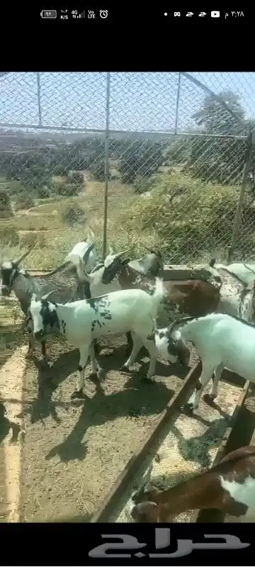 النماص تنومة حلباء يوجدخرفان سواكني وتيوس عوارض سمان ونظيفة 4