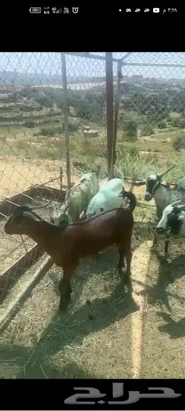 النماص تنومة حلباء يوجدخرفان سواكني وتيوس عوارض سمان ونظيفة 5