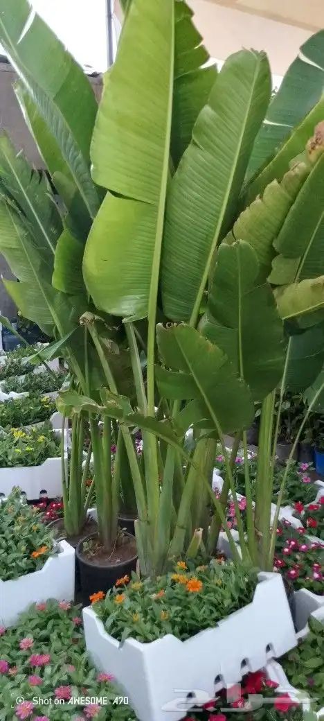مشتل لجميع اغراض الزراعه السباكه الزراعيه أشجار زهور ثيل شتل 3