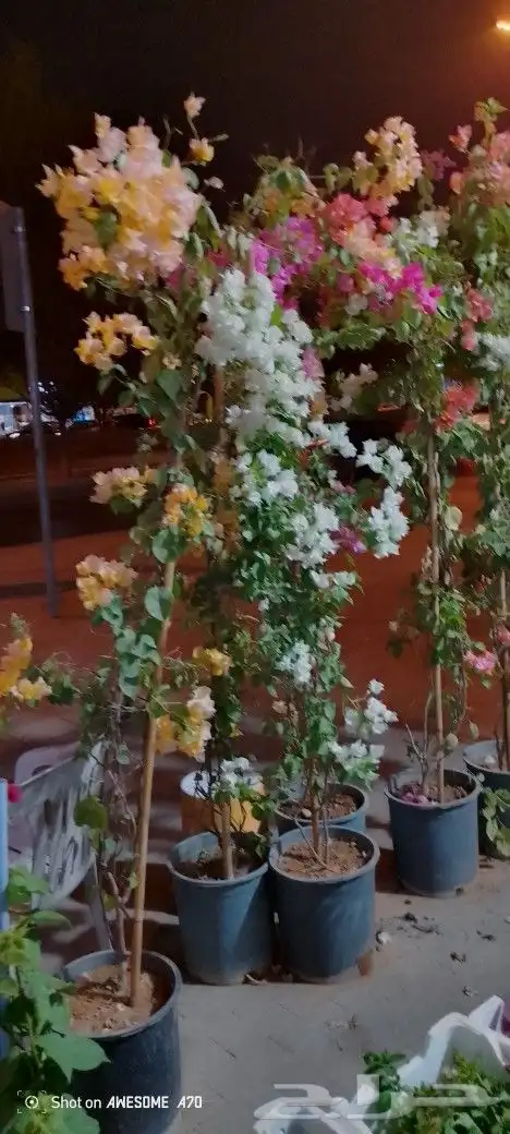 مشتل لجميع اغراض الزراعه السباكه الزراعيه أشجار زهور ثيل شتل 2