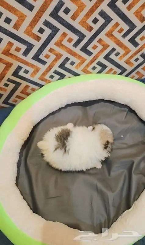 كلاب بومرينيان تي كب Pomeranian Puppy 8