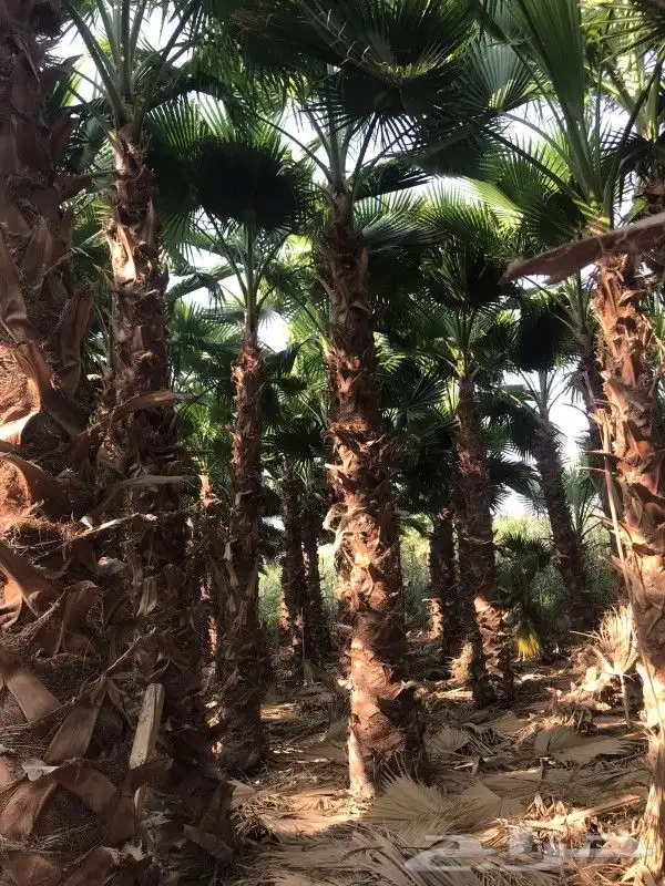 نخيل واشنطني 1