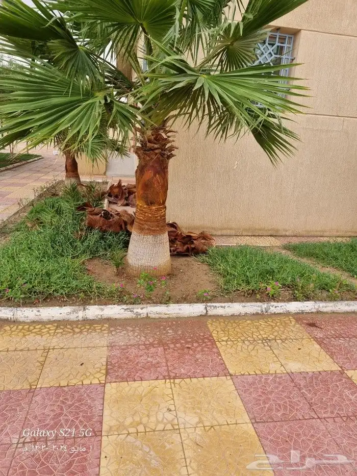 كل مايخص الزراعه والتنسيق توريد وبيع وزراعه اشجار وثيل وزهور 5