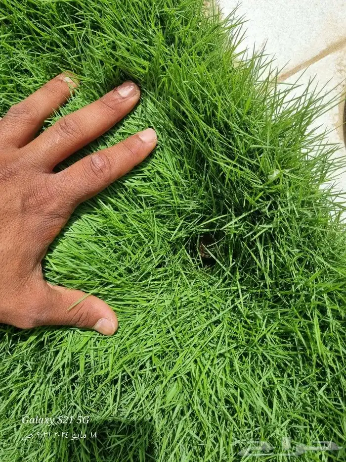 كل مايخص الزراعه والتنسيق توريد وبيع وزراعه اشجار وثيل وزهور 1