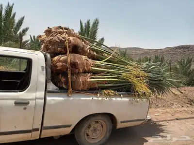يوجد لدينا جميع انواع انخيل 6