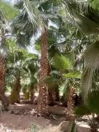توريد وزرعها النخل الوشنطاني جميع المقاسات واسعار مناسبه 5