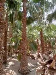 توريد وزرعها النخل الوشنطاني جميع المقاسات واسعار مناسبه 0