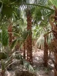 توريد وزرعها النخل الوشنطاني جميع المقاسات واسعار مناسبه 2