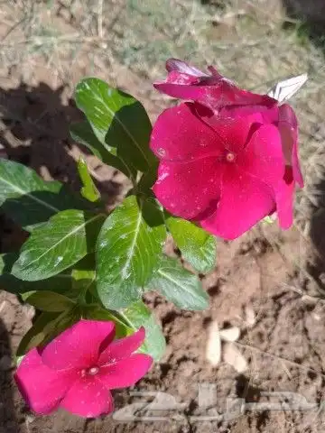 تنسيق حدائق 9