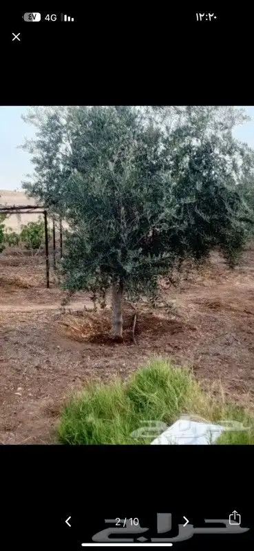 يوجد لدينا جميع انواع النخيل وزيتون 6