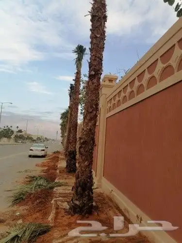 توريد وزرعها النخل الوشنطاني جميع المقاسات واسعار مناسبه 3