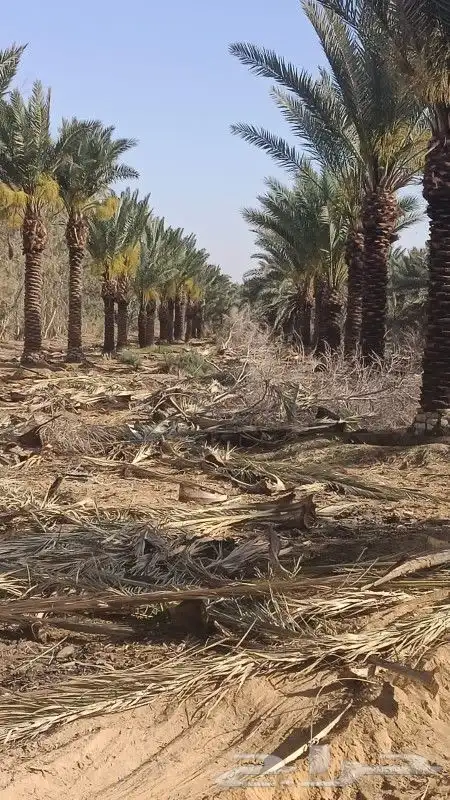 يوجد لدينا جميع انواع النخيل وزيتون 4