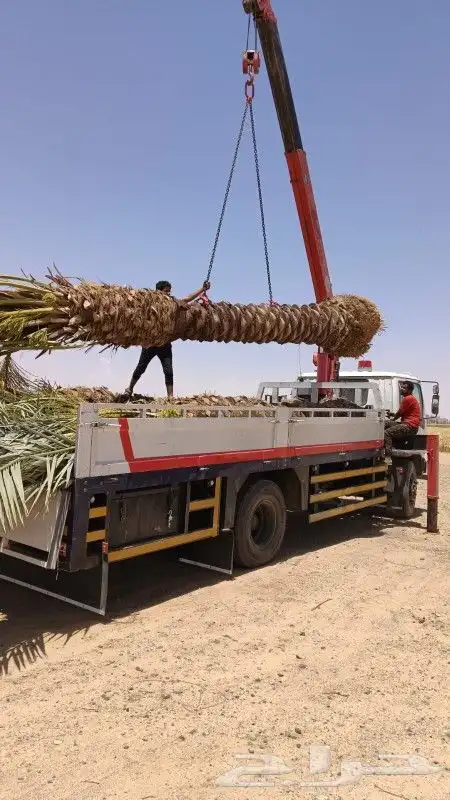 يوجد لدينا جميع انواع النخيل وزيتون 5