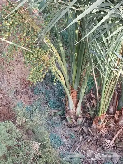 يوجد لدينا جميع انواع انخيل 0