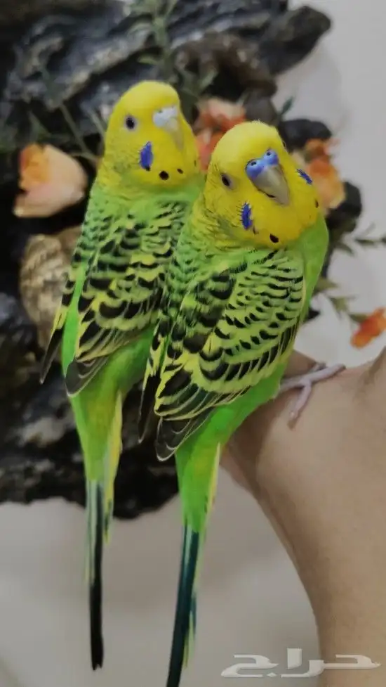 للبيع أجمل زوج طيور البادجي أليف جدا ولعوب مغرده 4