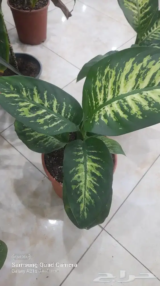 تنسيق حدائق 1