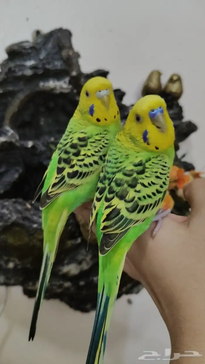 للبيع أجمل زوج طيور البادجي أليف جدا ولعوب مغرده 5