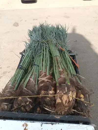 يوجد لدينا جميع انواع انخيل 4
