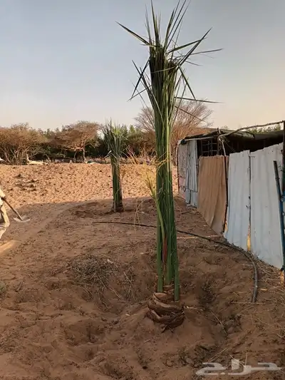يوجد لدينا جميع انواع انخيل 5