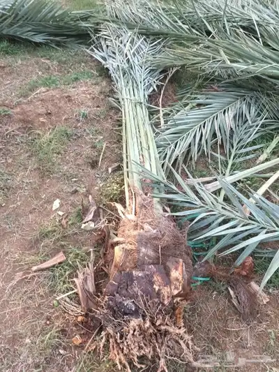 يوجد لدينا جميع انواع انخيل 9