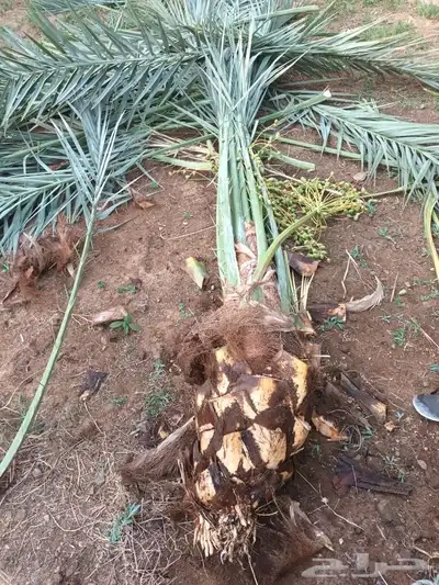 يوجد لدينا جميع انواع انخيل 8