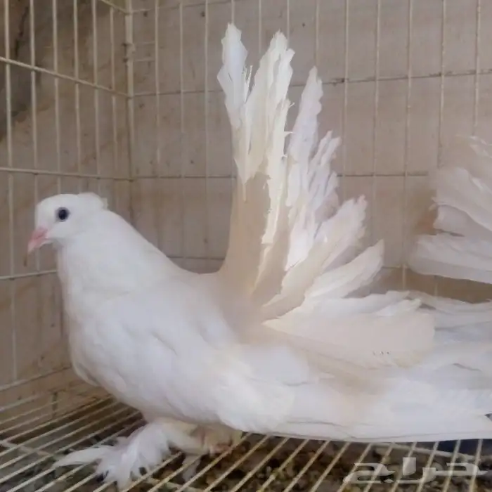 رقاص امريكي ابيض صك تم البيع 2