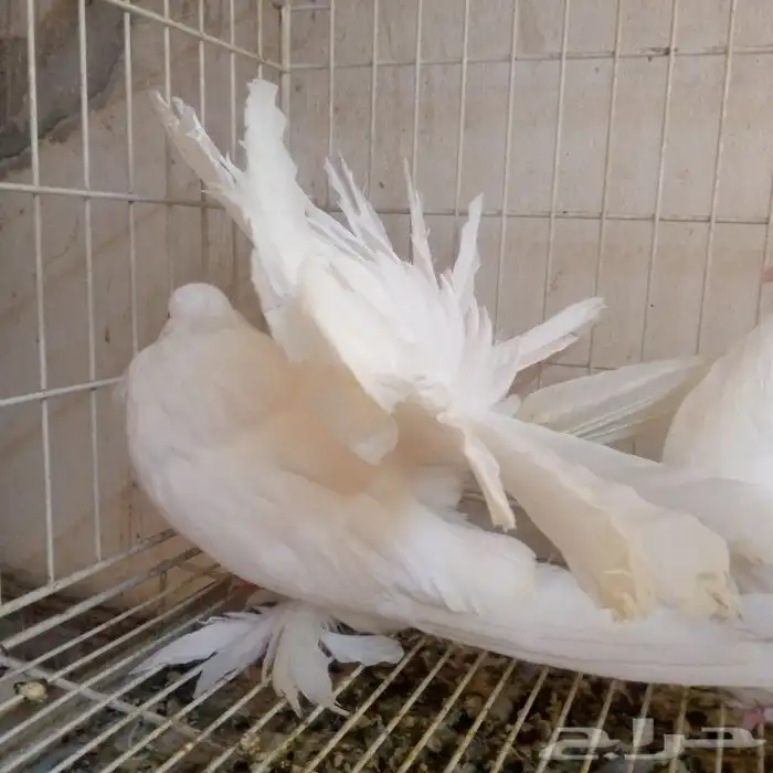 رقاص امريكي ابيض صك تم البيع 4