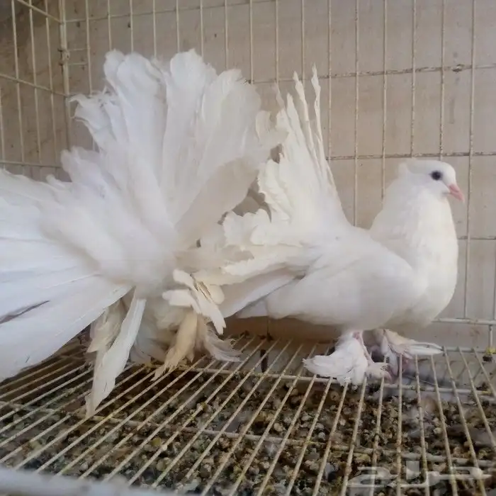 رقاص امريكي ابيض صك تم البيع 3