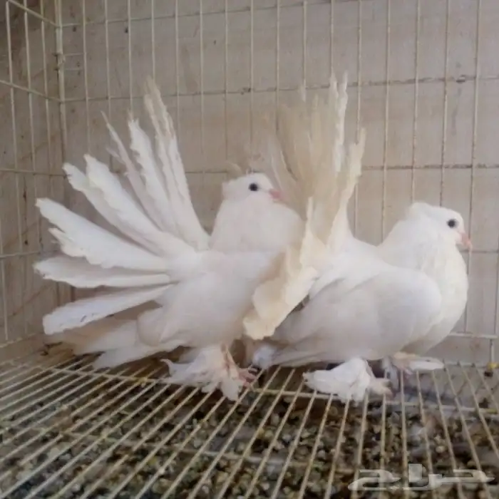 رقاص امريكي ابيض صك تم البيع 5