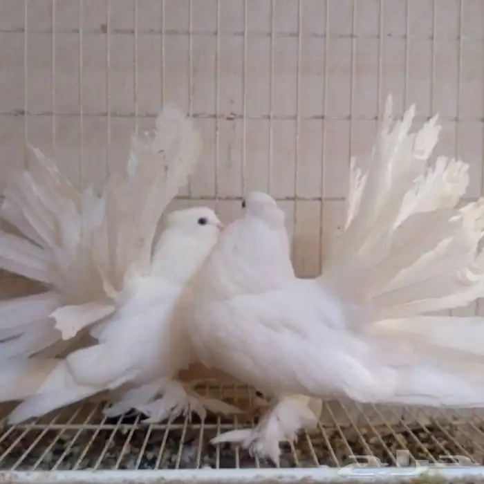 رقاص امريكي ابيض صك تم البيع 0