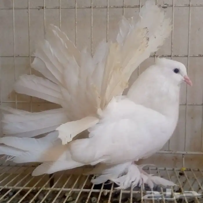 رقاص امريكي ابيض صك تم البيع 1