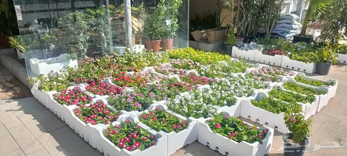 متخصص في صيانه وتنسيق الحدائق 8