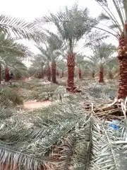 نقوم بتوريد انخيل وزرعته الوشنطني والعربي مقسات حلوه بجميع ا 3