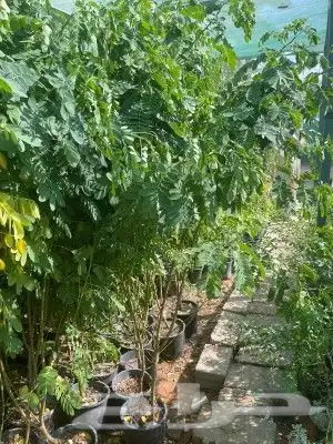 عشب طبيعي ثيل طبيعي انجيلة طبيعيه مزروع طبيعي تنسيق حدائق 11