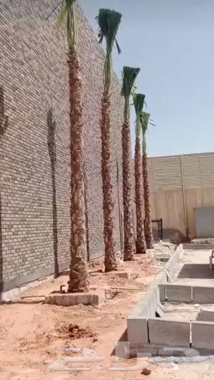 نخل واشنطن زينه لبيع 10