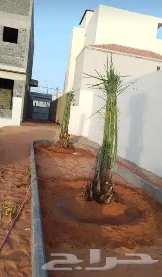 نخل واشنطن زينه لبيع 7