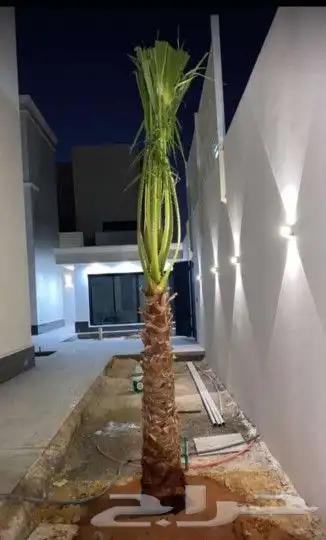 نخل واشنطن زينه لبيع 9