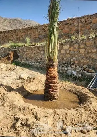 نخل واشنطن زينه لبيع 4