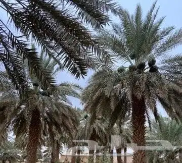 بيع وتوريد التمور بأنواعه 0