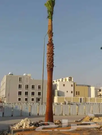 نخل واشنطن زينه لبيع 5