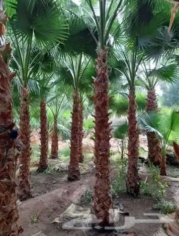 نخل واشنطن زينه لبيع 8