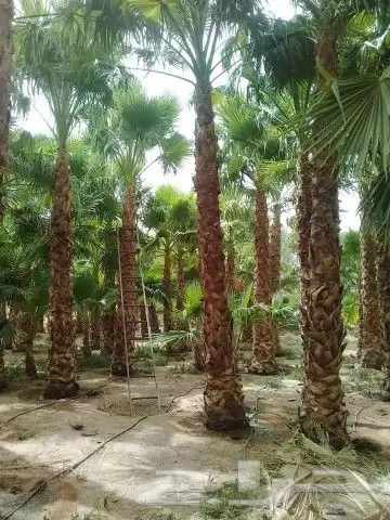 نخل واشنطن زينه لبيع 0